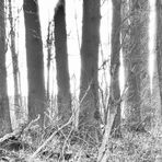 White behind Forest    ...   ___©D.3173--X2BWF2h2b