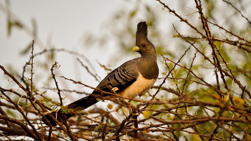 White-bellied Go-away-bird