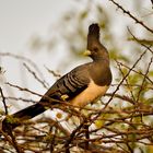 White-bellied Go-away-bird