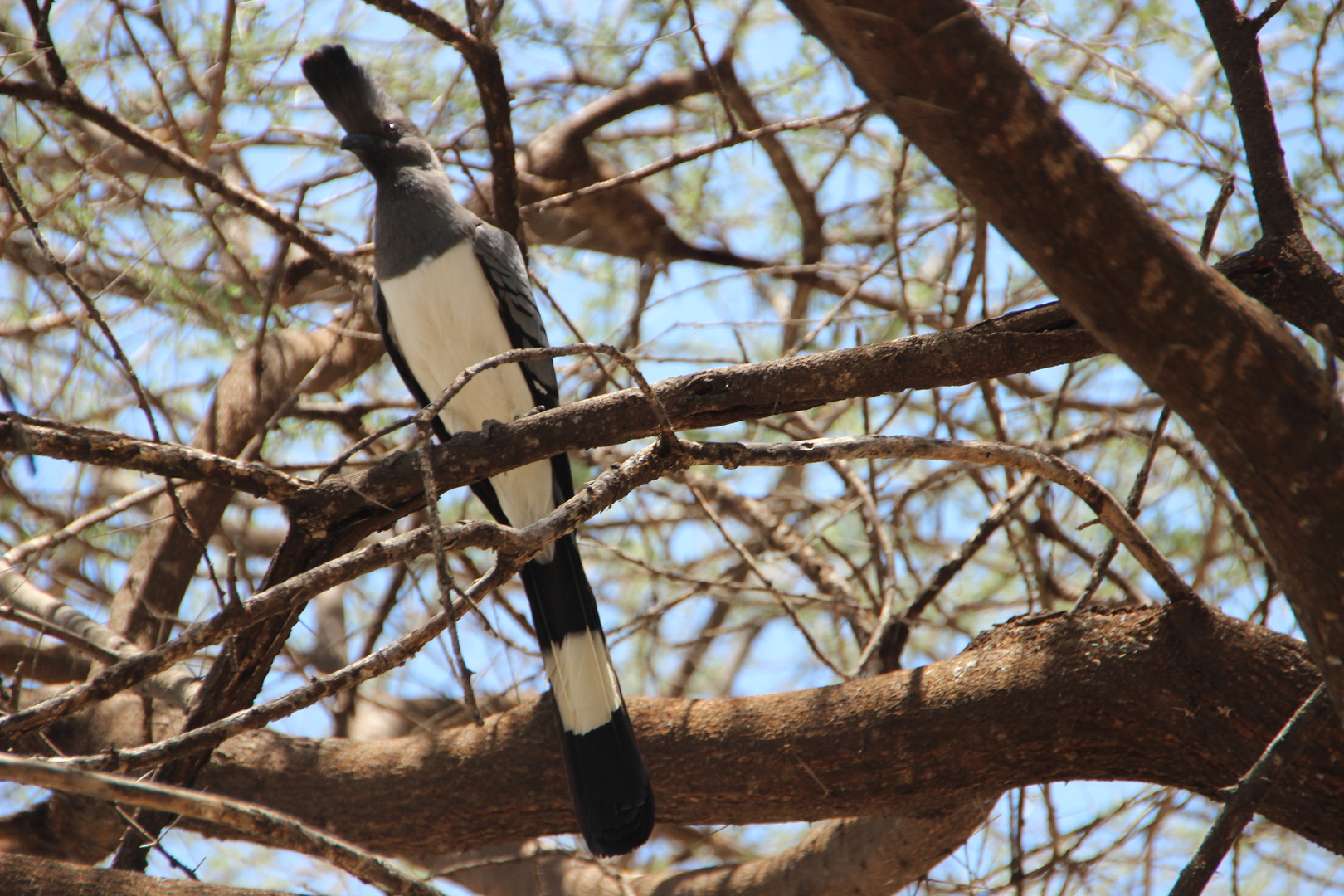 White-bellied Go Away Bird  -  Weißbauch Lärmvogel