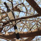 White-bellied Go Away Bird  -  Weißbauch Lärmvogel