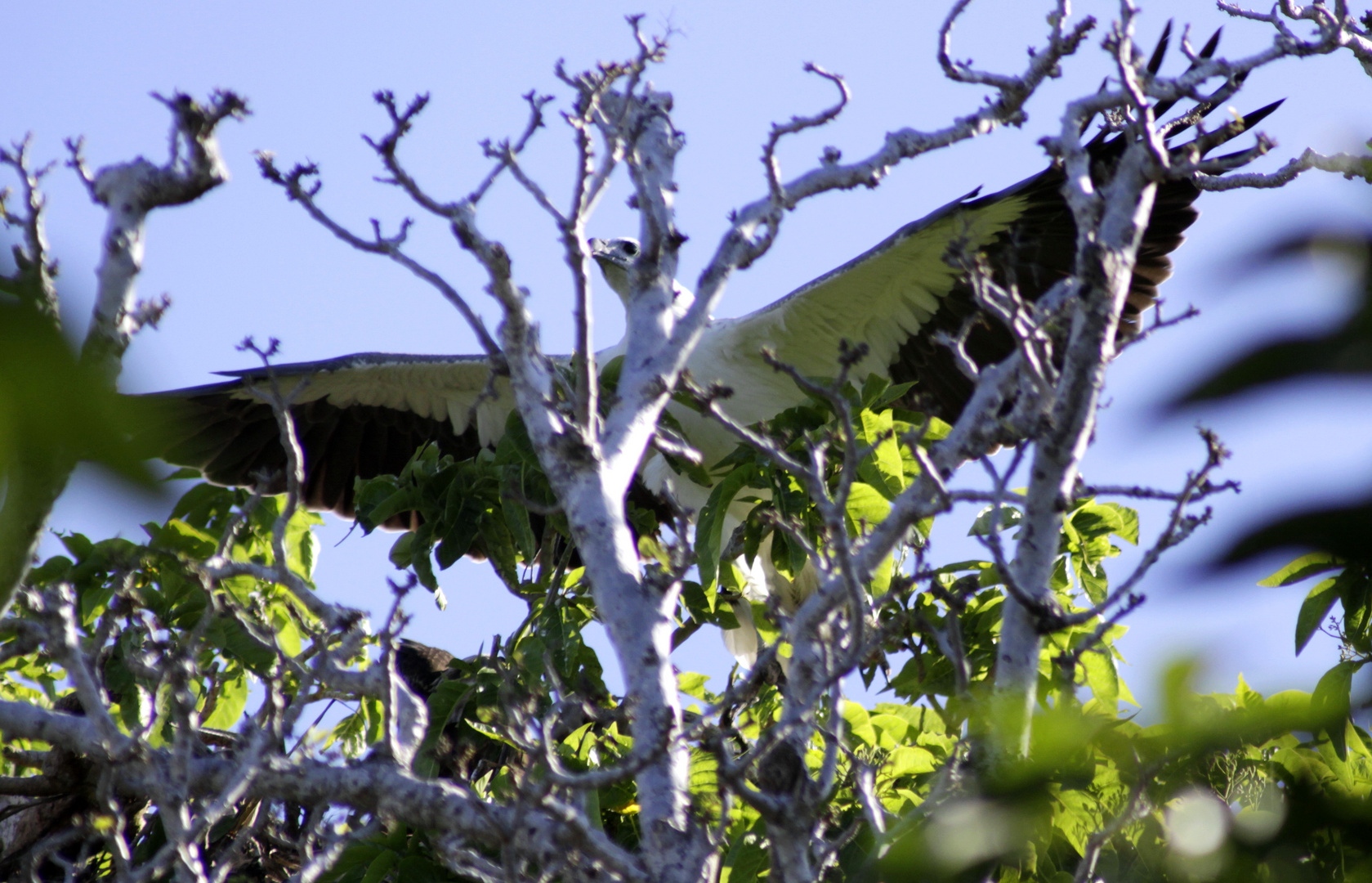 white bellied sea eagle