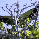 white bellied sea eagle