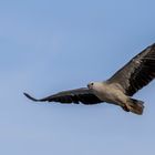 White bellied Sea Eagle