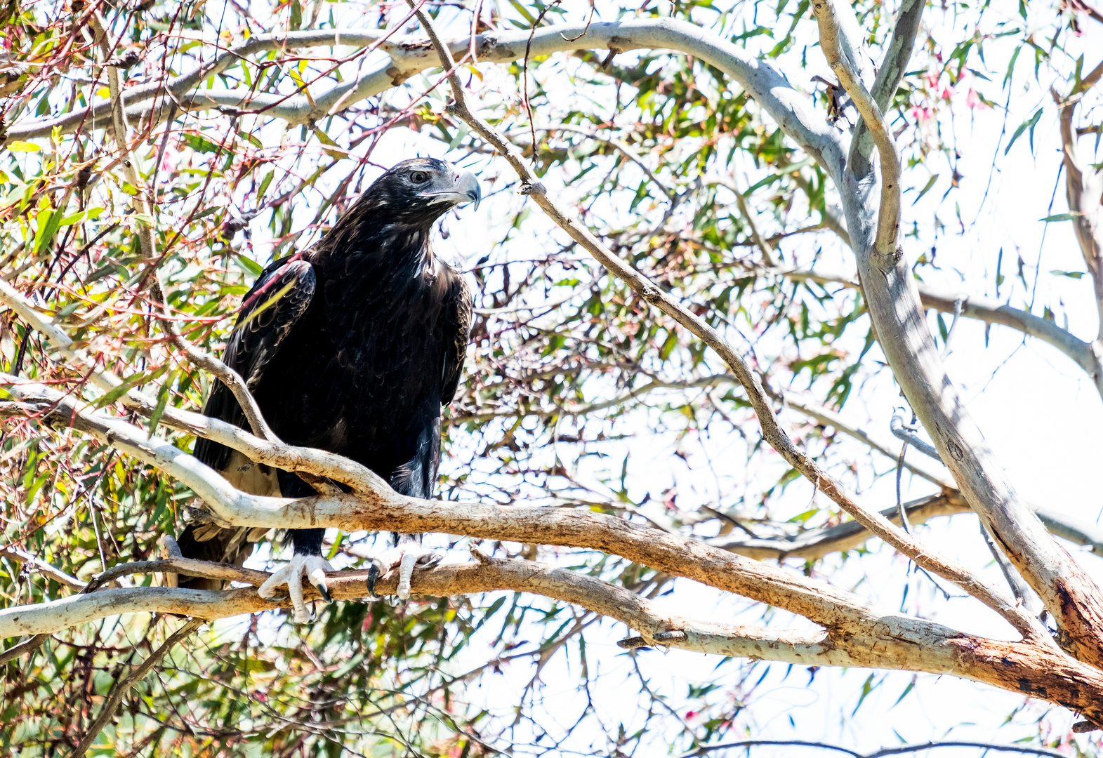 white bellied seaeagle (1)