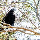 white bellied seaeagle (1)