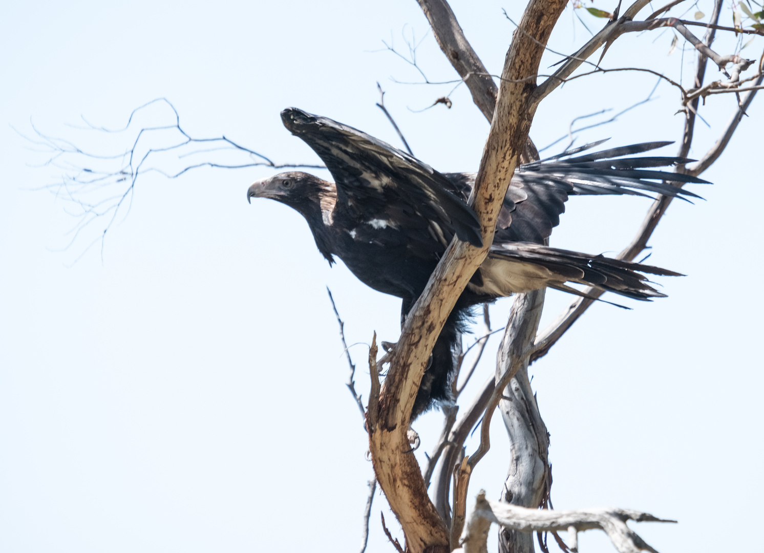 white bellied seaeagle (2)