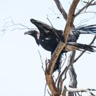 white bellied seaeagle (2)