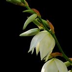 white bells