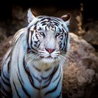 White Bengal tiger