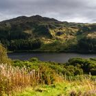  [ White Bennan (Glen Trool) ]