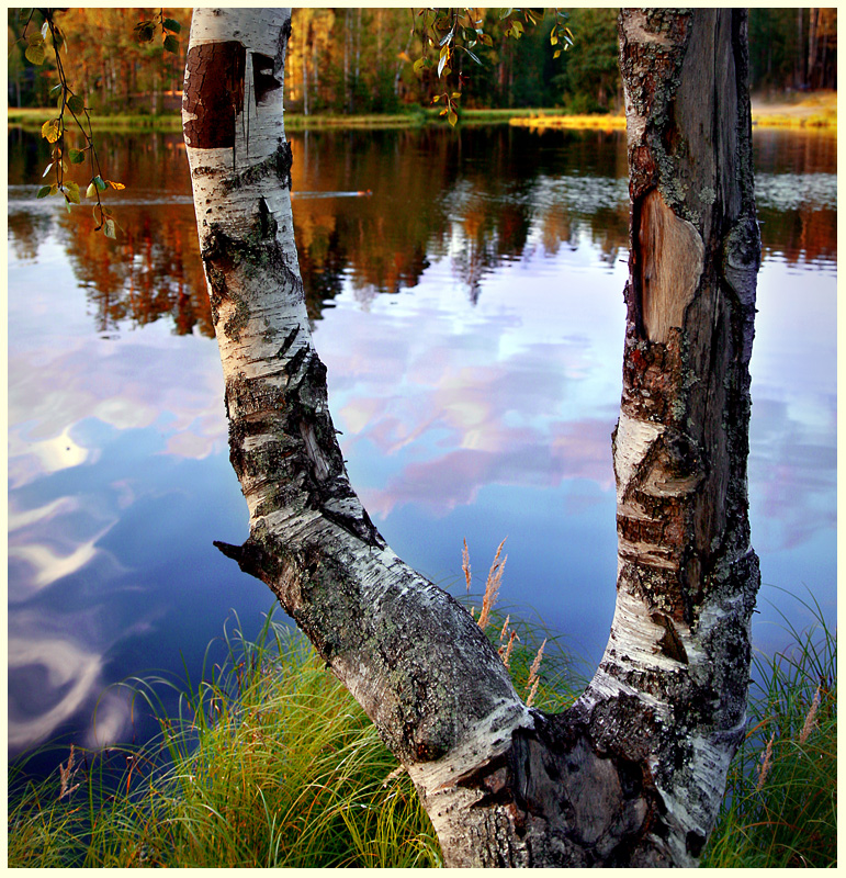 White birch