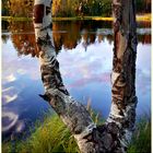 White birch