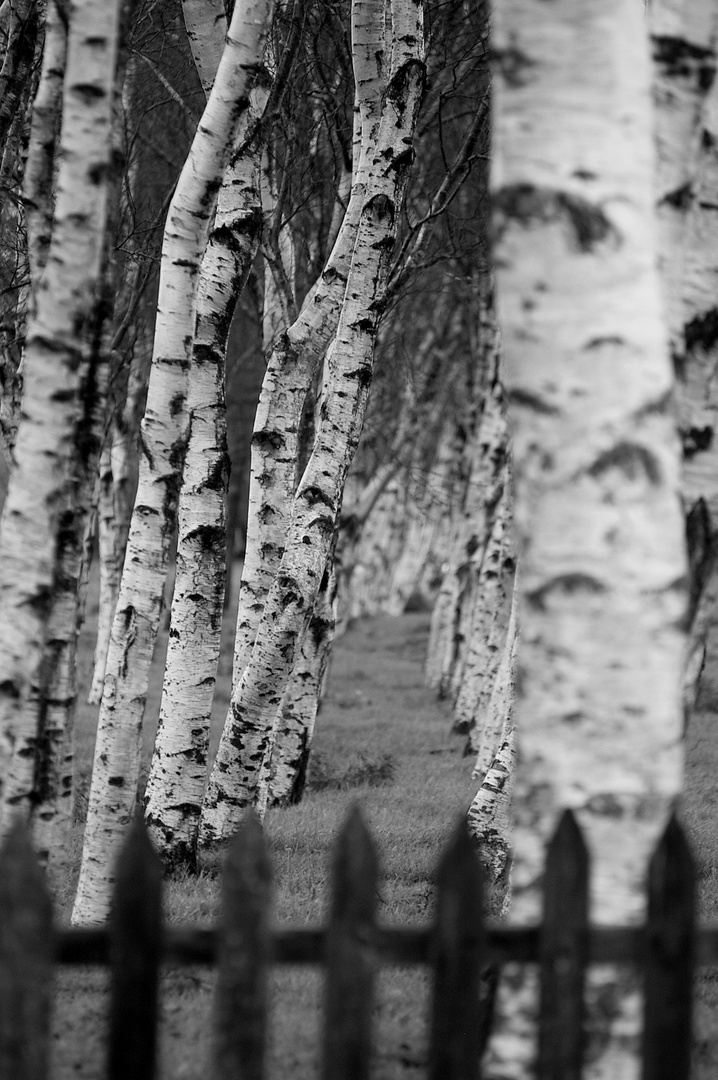 White Birch behind ..