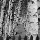 White Birch behind ..