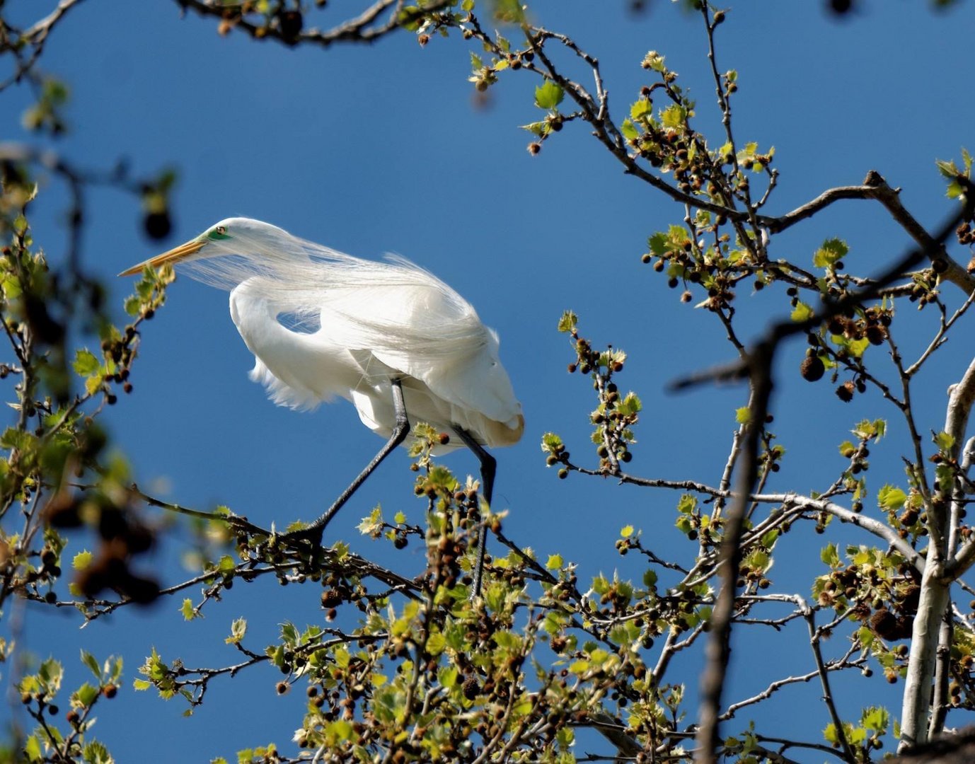 White Bird