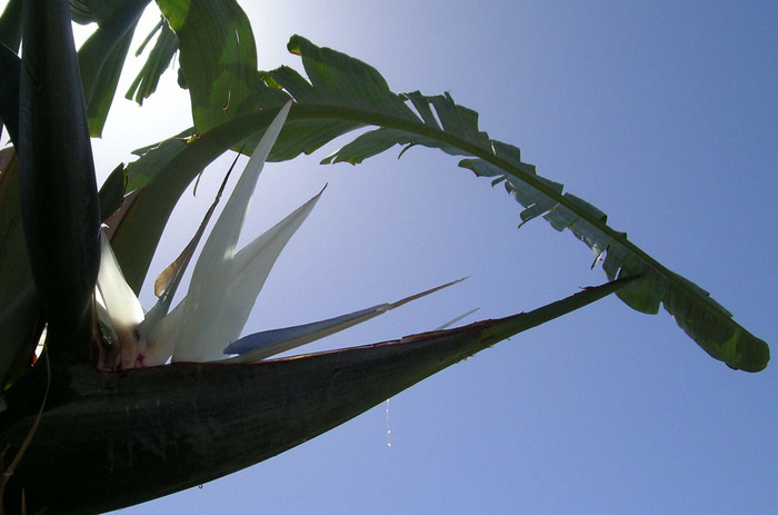 White bird of Paradise flower