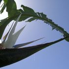 White bird of Paradise flower