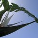 White bird of Paradise flower