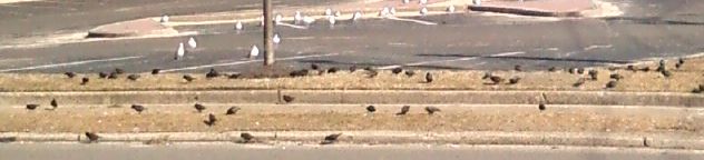 WHITE BIRDS WATCHING BLACK BIRDS EATING