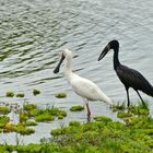 White & Black, Selous-NP, Lake Mziziwa, Tansania, 2016.10.05