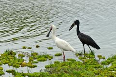 White & Black, Selous-NP, Lake Mziziwa, Tansania, 2016.10.05