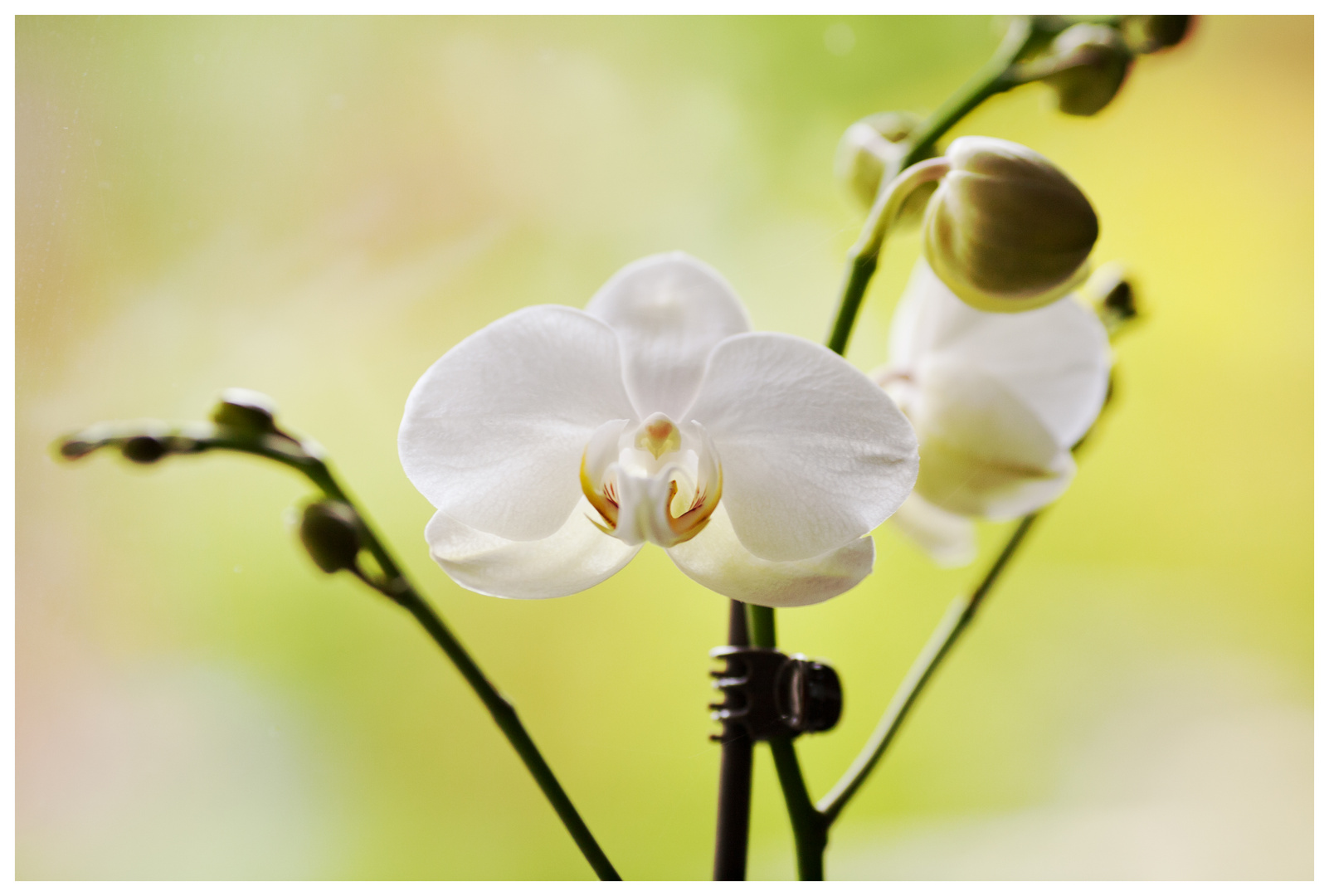 white blossom