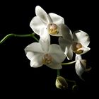 White Blossom [1]