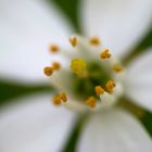 white blossom