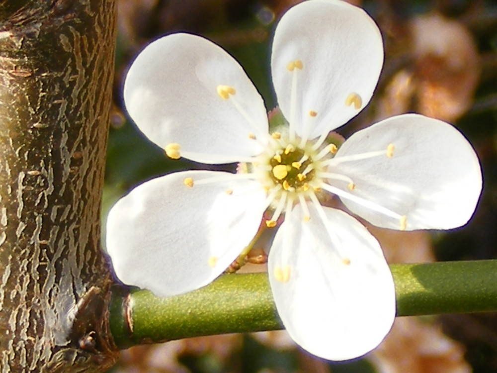 white blossom