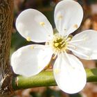 white blossom