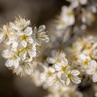 White blossom