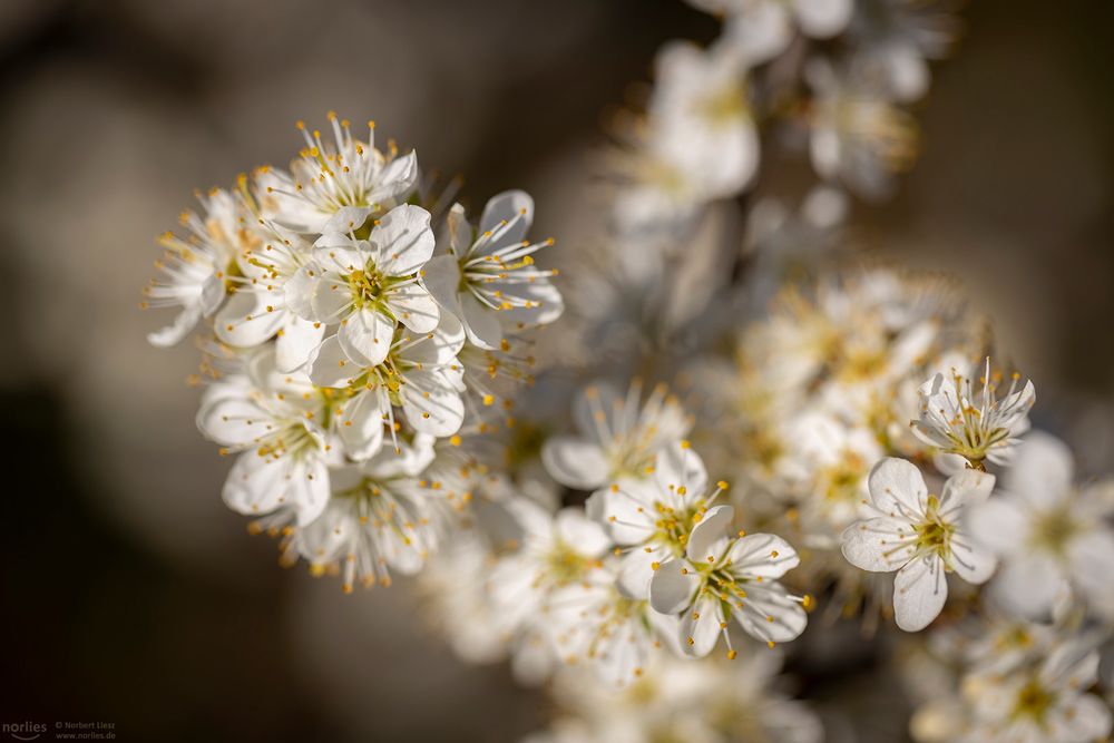 White blossom