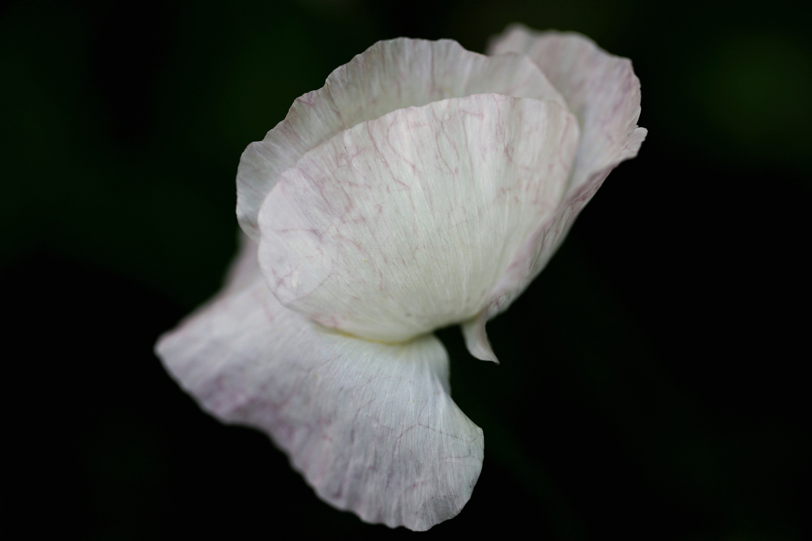 white blossom