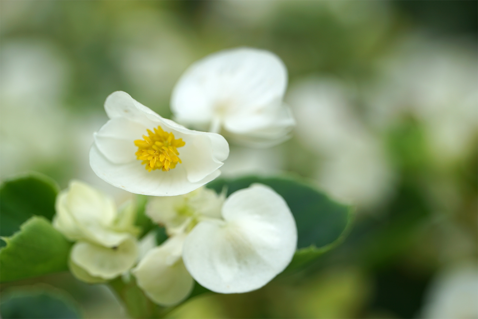 White blossoms