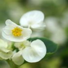 White blossoms