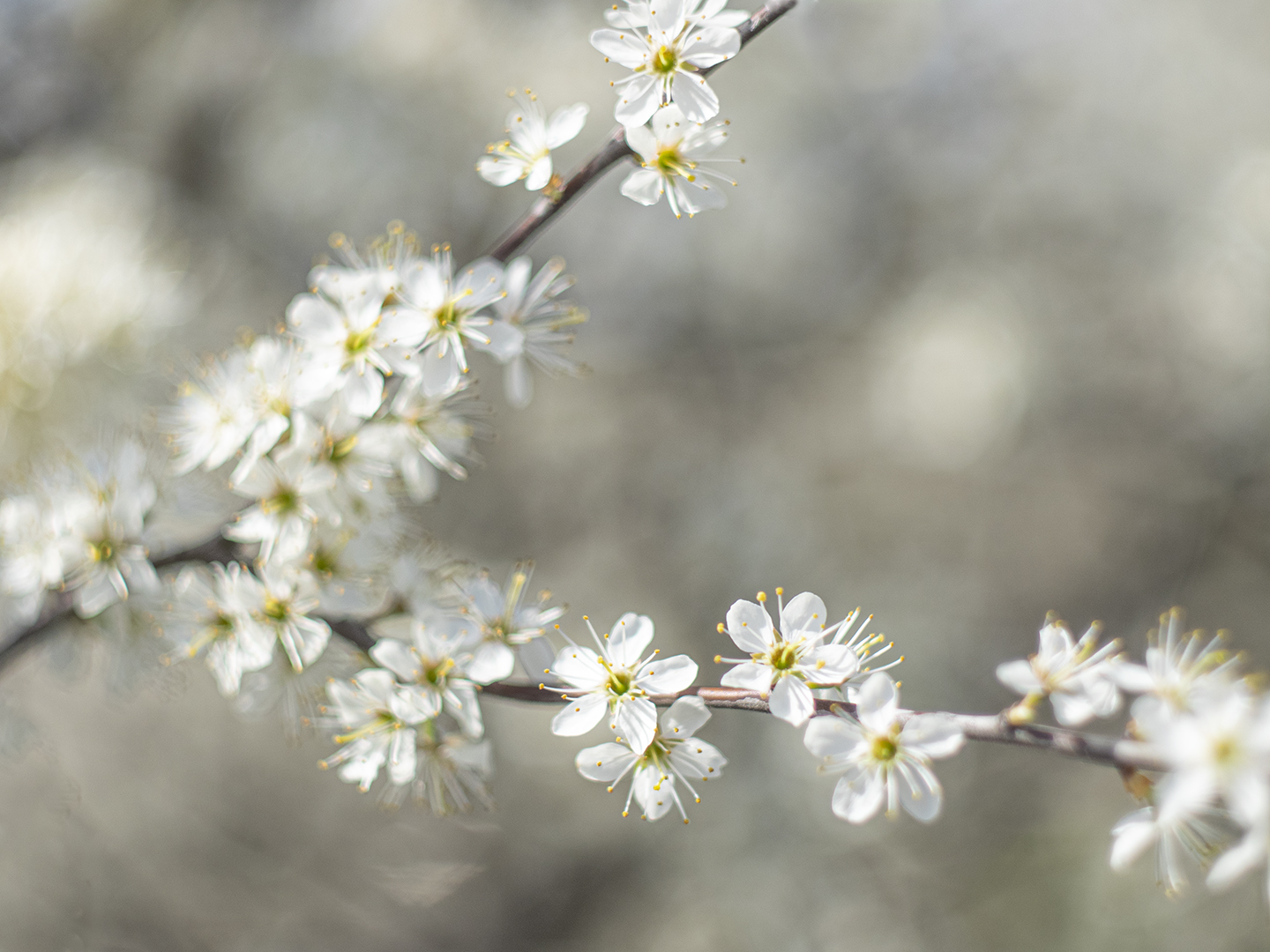 white blossoms