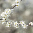 white blossoms