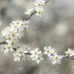 white blossoms