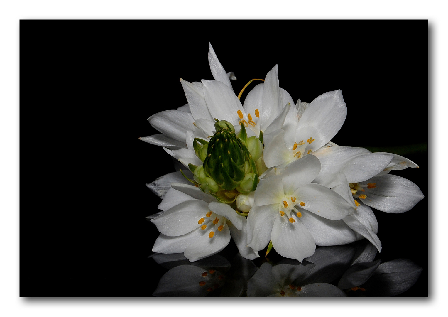 White blossoms