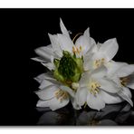 White blossoms