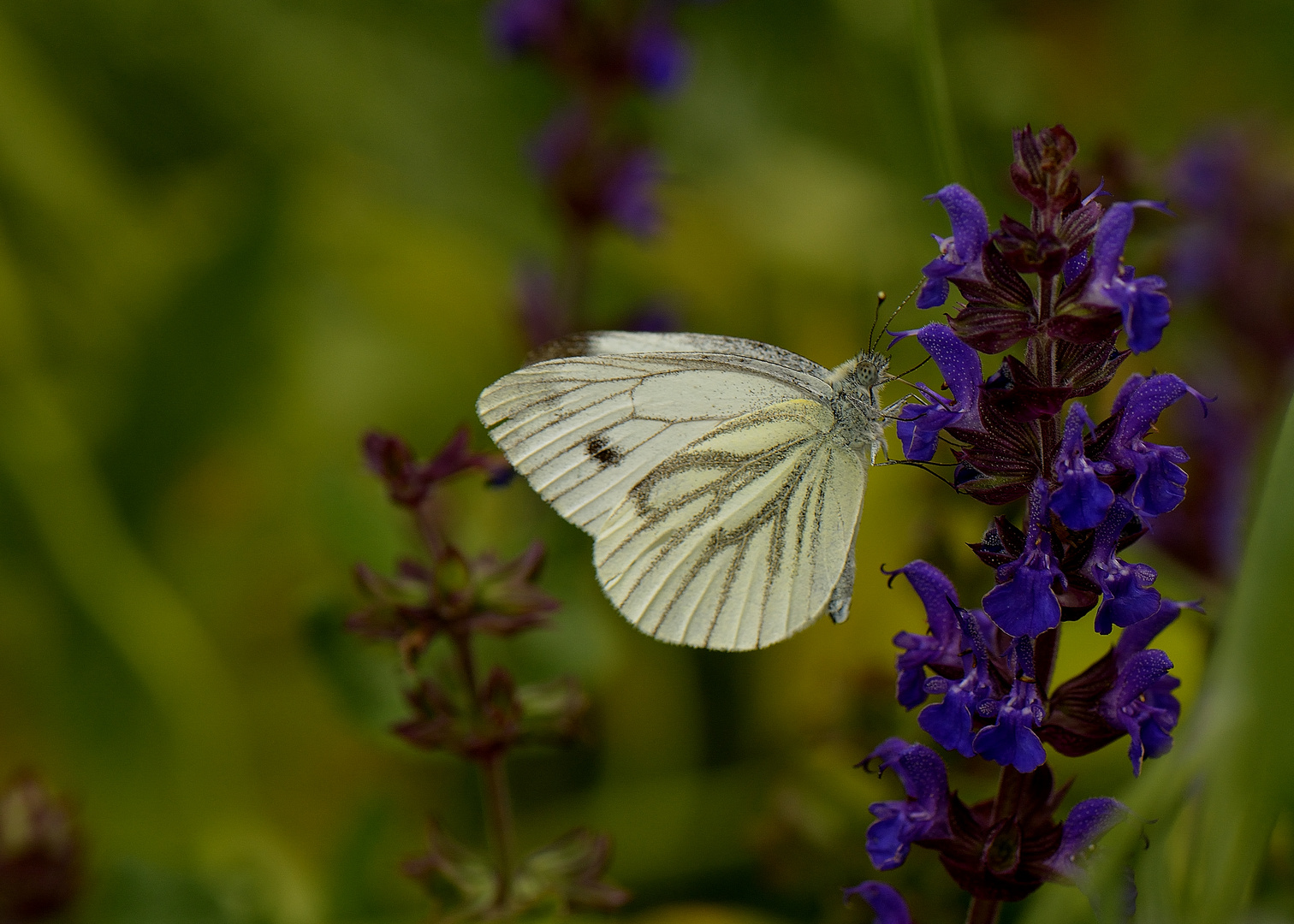 white & blue