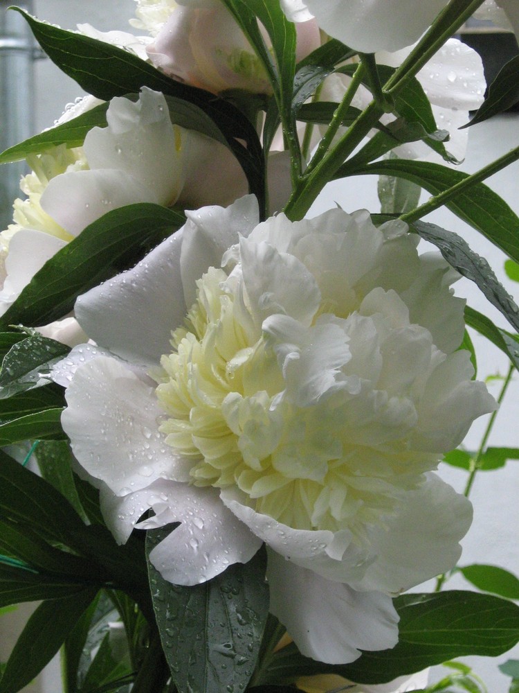 White Blume