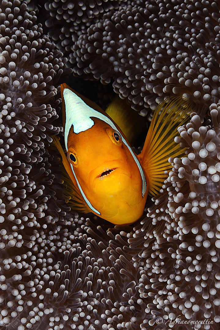 White Bonnet Clownfish (Amphiprion leucokranos) 