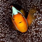 White Bonnet Clownfish (Amphiprion leucokranos) 