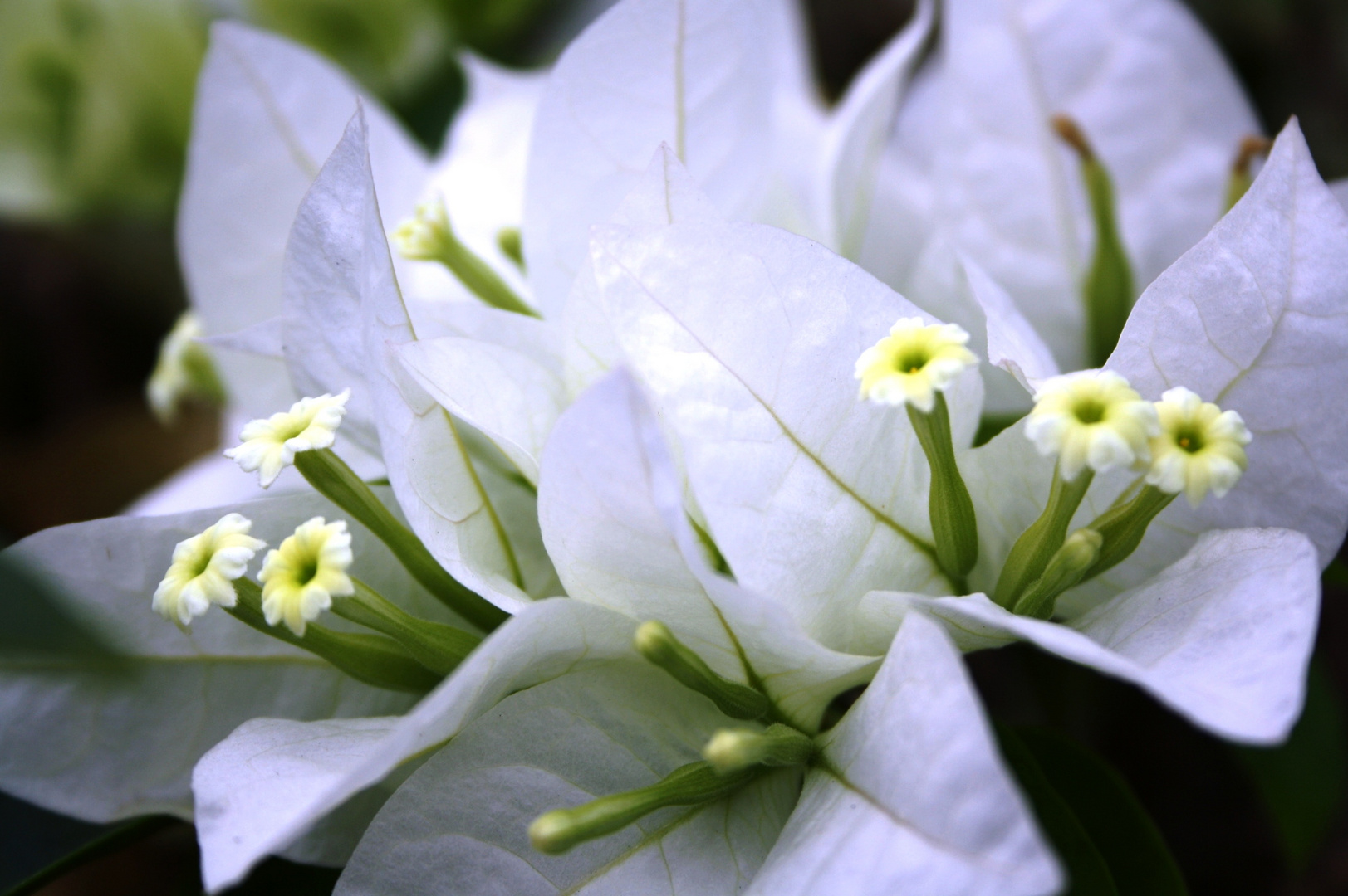 white bouganvillea