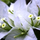 white bouganvillea