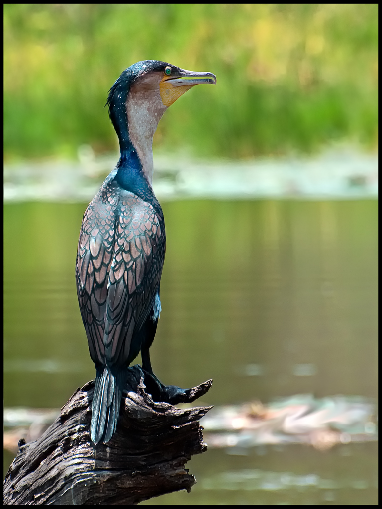 White Breasted Cormorant