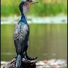 White Breasted Cormorant