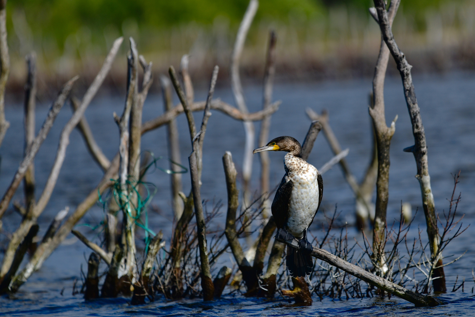 White-breasted cormorant